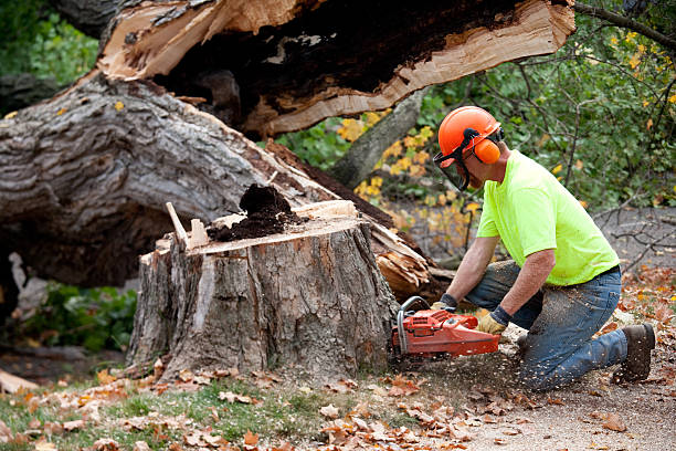 Best Tree Maintenance Programs  in Mayville, MI